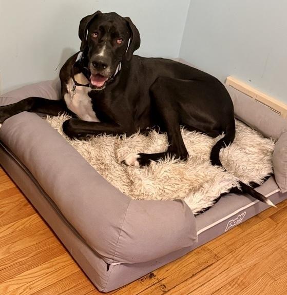 Enlarge Willow (26-017), a Adoptable Great Dane in Eagan, MN image 1/5