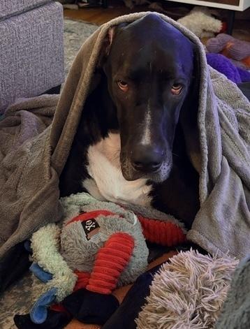 Enlarge Willow (26-017), a Adoptable Great Dane in Eagan, MN image 2/5