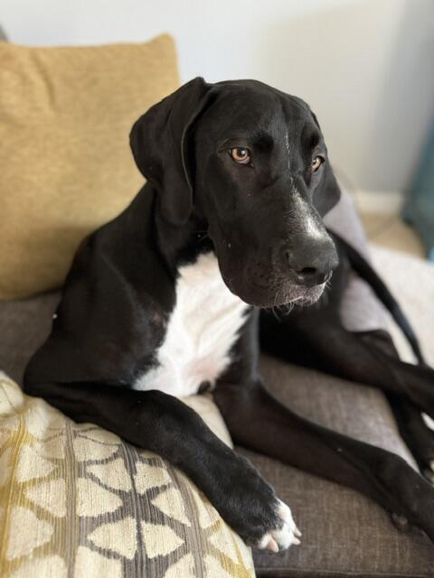 Enlarge Willow (26-017), a Adoptable Great Dane in Eagan, MN image 3/5