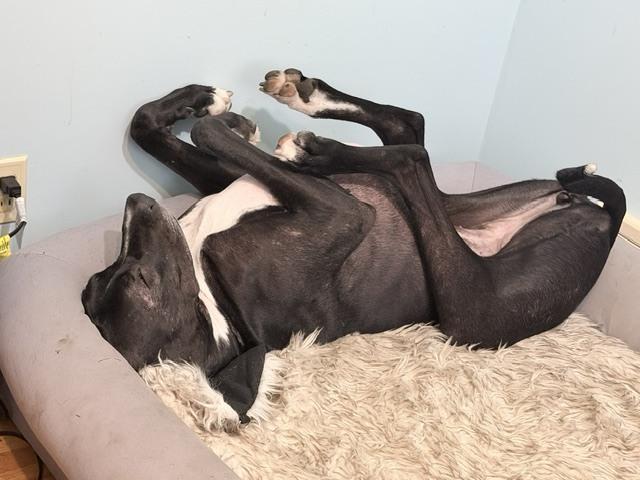 Enlarge Willow (26-017), a Adoptable Great Dane in Eagan, MN image 4/5