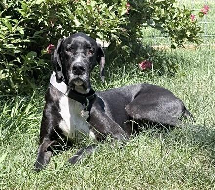 Enlarge Willow (26-017), a Adoptable Great Dane in Eagan, MN image 5/5