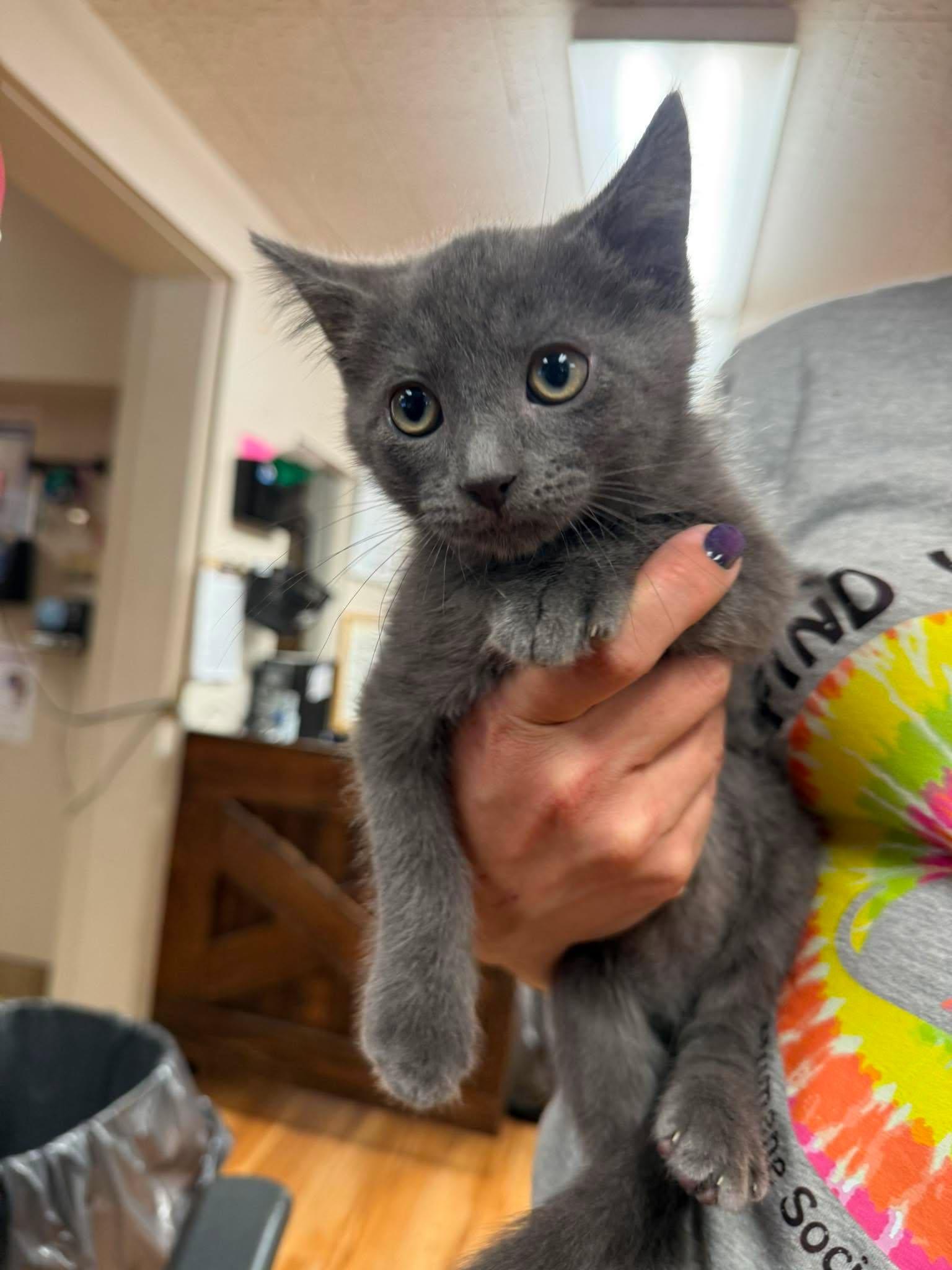 Enlarge Lassiter, an adopted Domestic Short Hair in Canon City, CO image 1/1