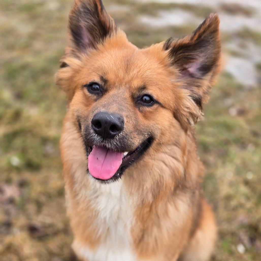Storm 260170, a Adoptable Mixed Breed in Escanaba, MI image 1/2