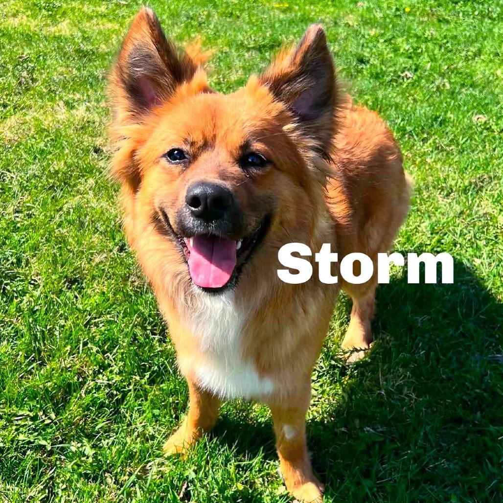 Storm 260170, a Adoptable Mixed Breed in Escanaba, MI image 2/2