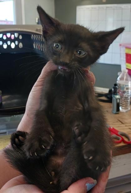 Enlarge Shaq, a Adoptable mixed breed in West Memphis, AR image 1/1