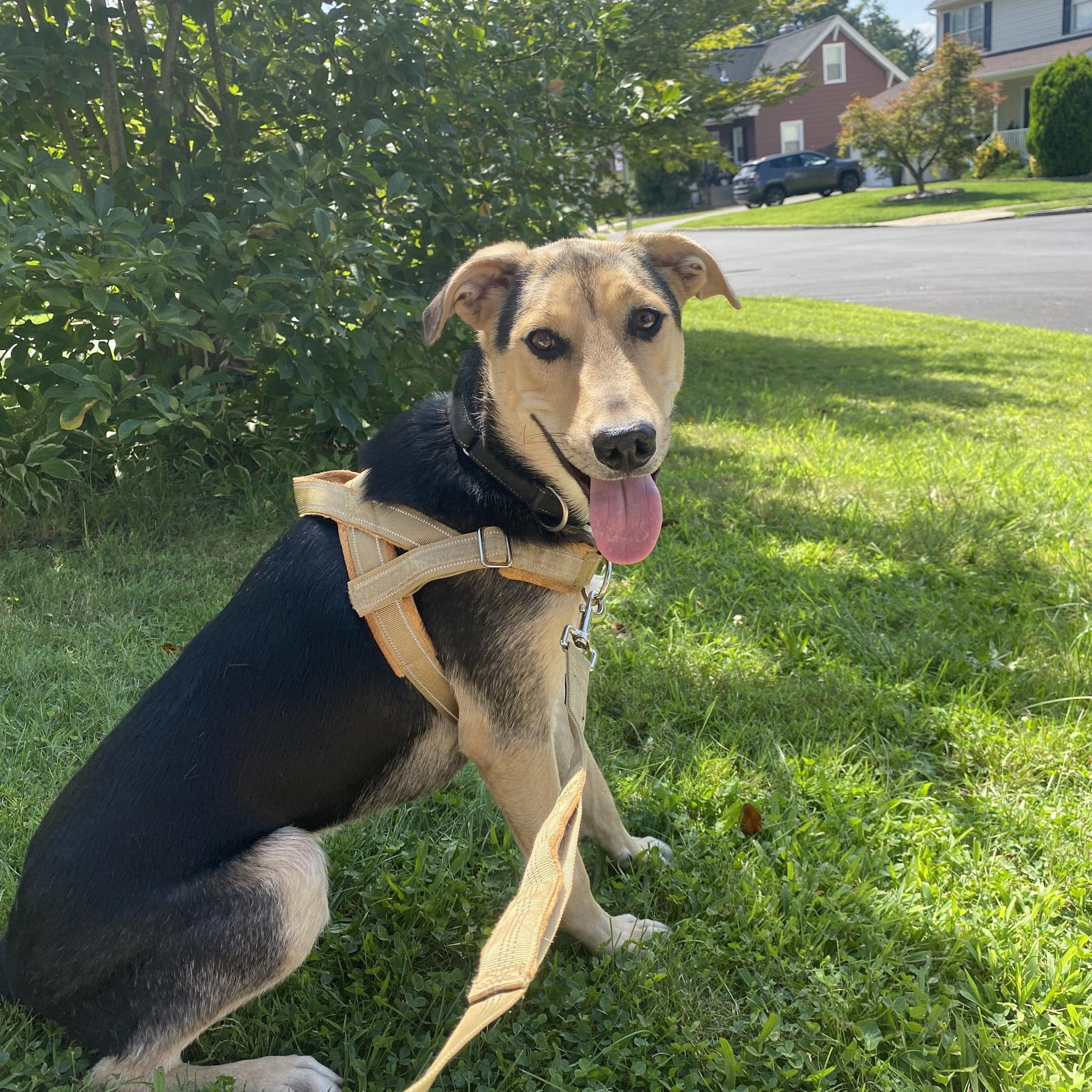 Enlarge Jojo (male), a ADOPTABLE mixed breed in Hatfield, PA image 2/4