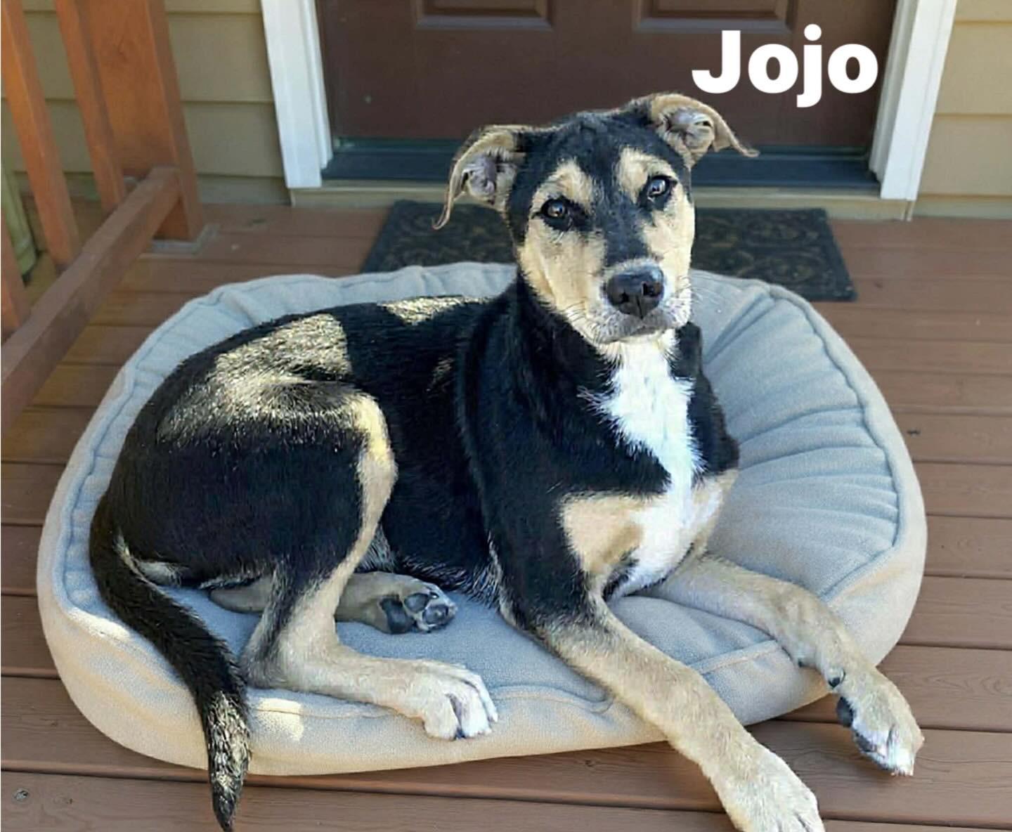 Jojo (male), a ADOPTABLE mixed breed in Hatfield, PA image 2/3