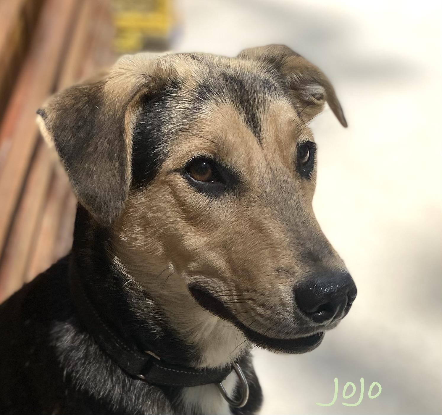 Enlarge Jojo (male), a ADOPTABLE mixed breed in Hatfield, PA image 1/4