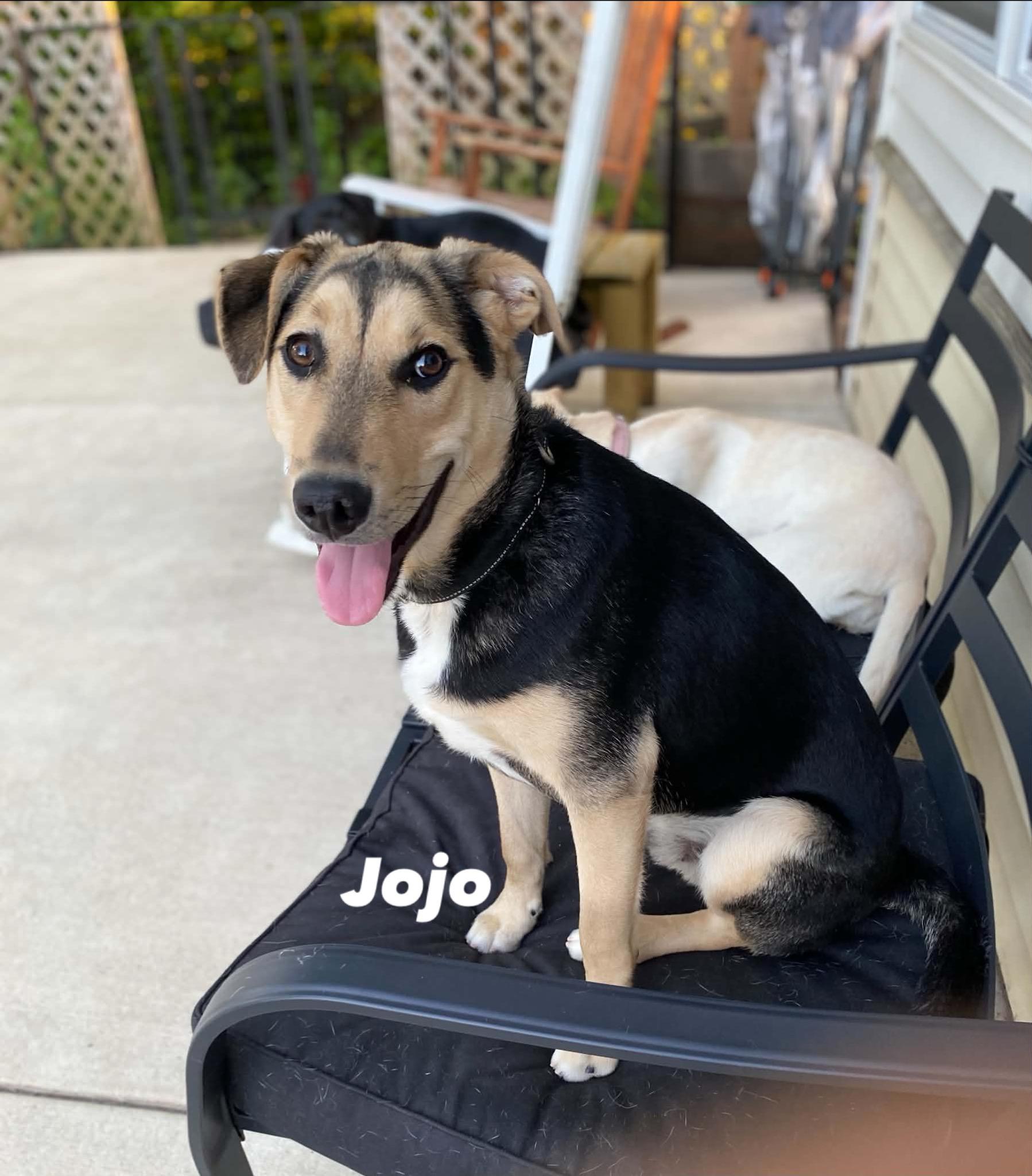 Jojo (male), a ADOPTABLE mixed breed in Hatfield, PA image 3/3