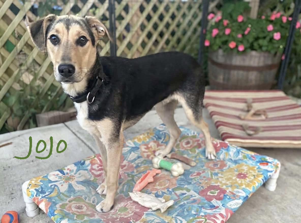 Enlarge Jojo (male), a ADOPTABLE mixed breed in Hatfield, PA image 3/4