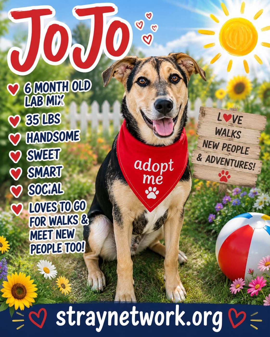 Jojo (male), a ADOPTABLE mixed breed in Hatfield, PA image 1/3