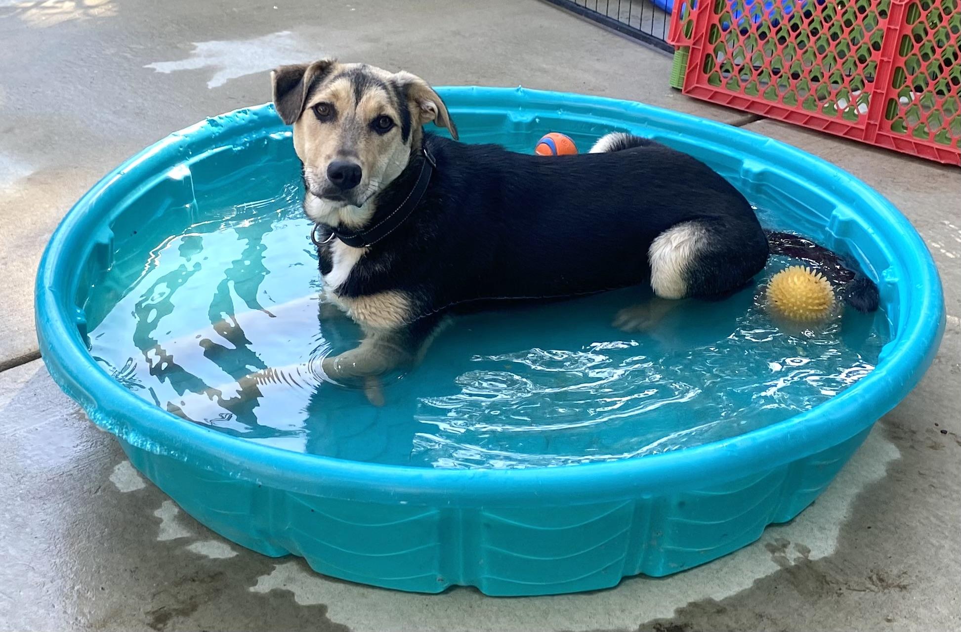 Enlarge Jojo (male), a ADOPTABLE mixed breed in Hatfield, PA image 4/4