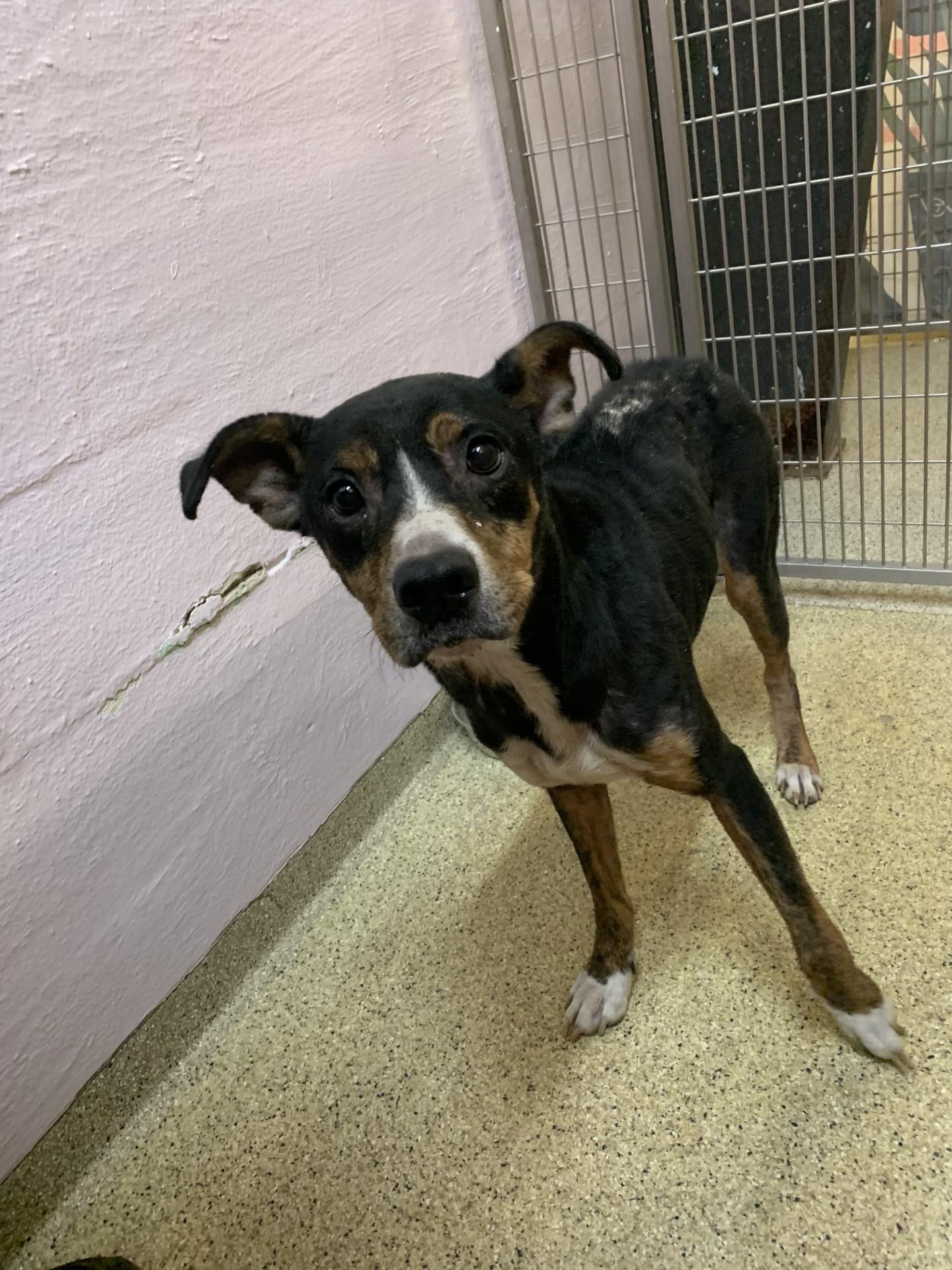 Enlarge Tater, a ADOPTABLE Shepherd in Conway, AR image 1/1