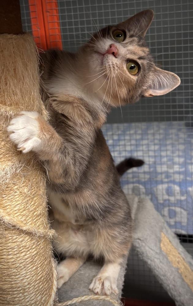 Birdie, Adoptable, Adult Female Domestic Short Hair.