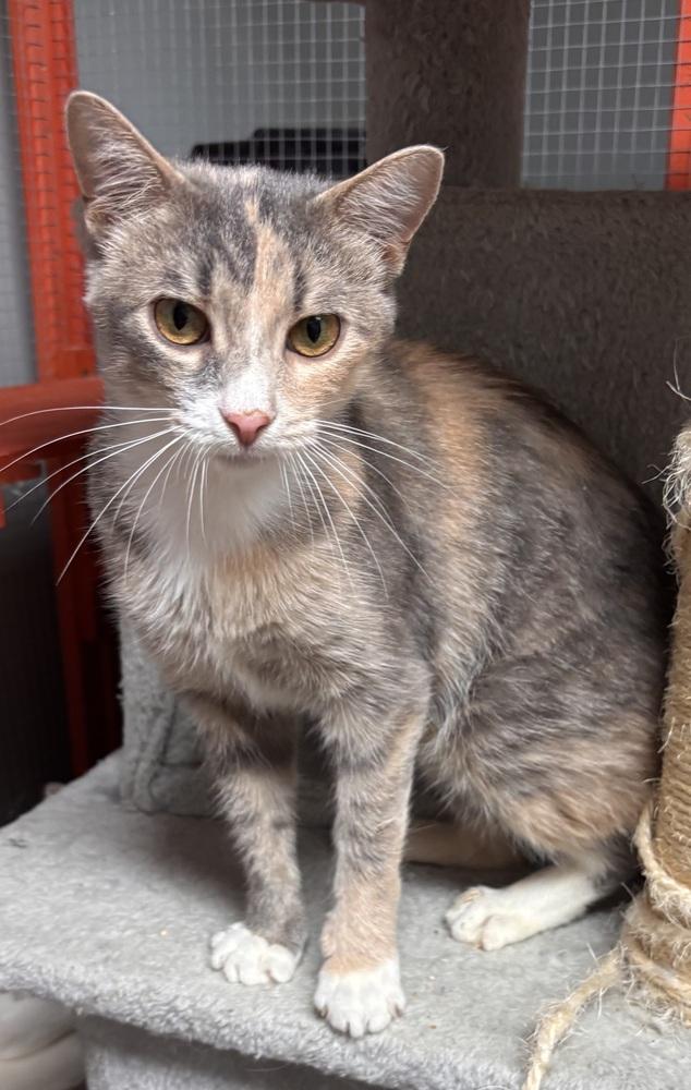 Enlarge Birdie, a Adoptable Domestic Short Hair in Omaha, NE image 2/3