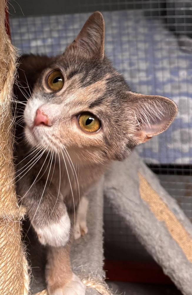 Enlarge Birdie, a Adoptable Domestic Short Hair in Omaha, NE image 3/3