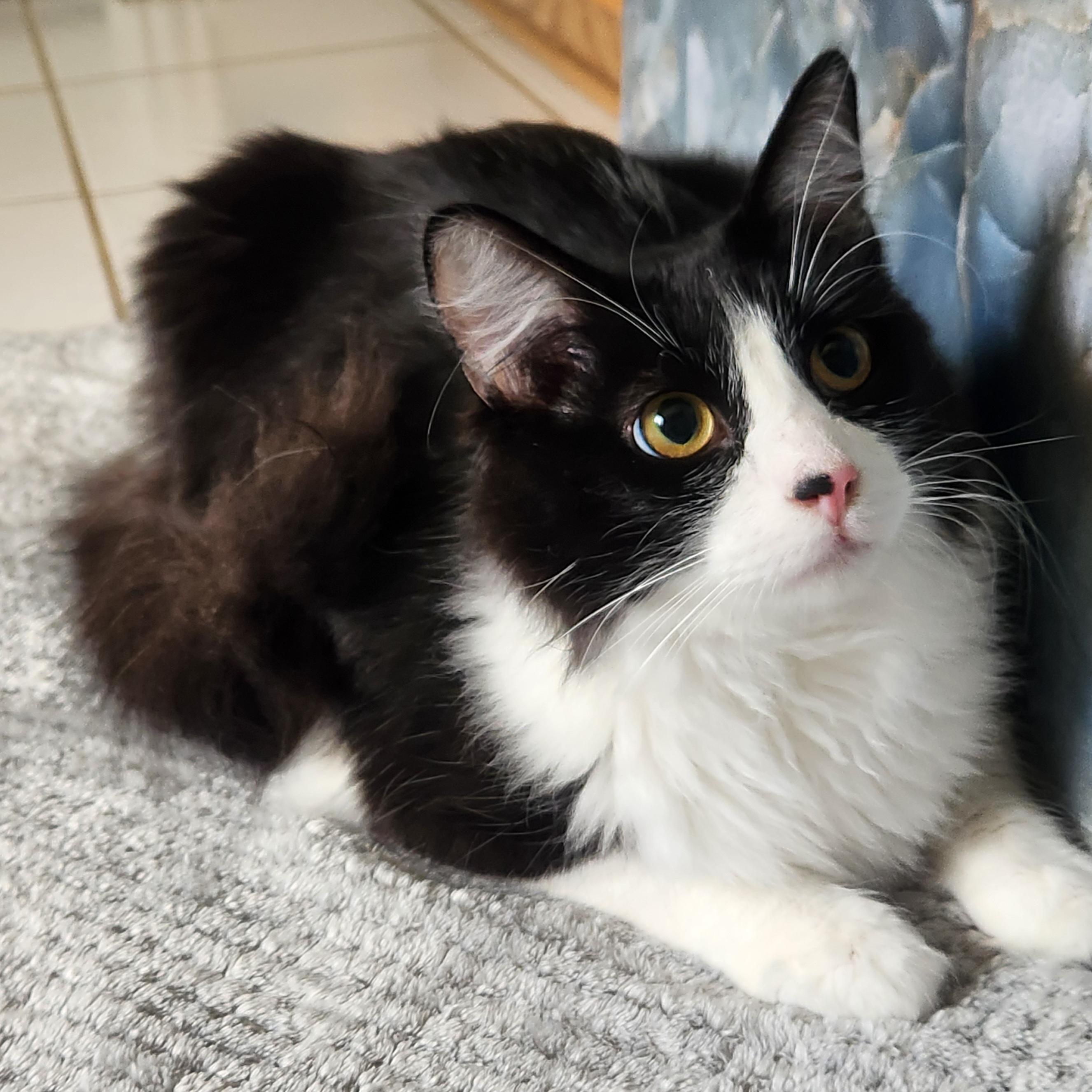 Fluffeo (Massively large Long-haired), adopted, Young Male Domestic Long Hair.