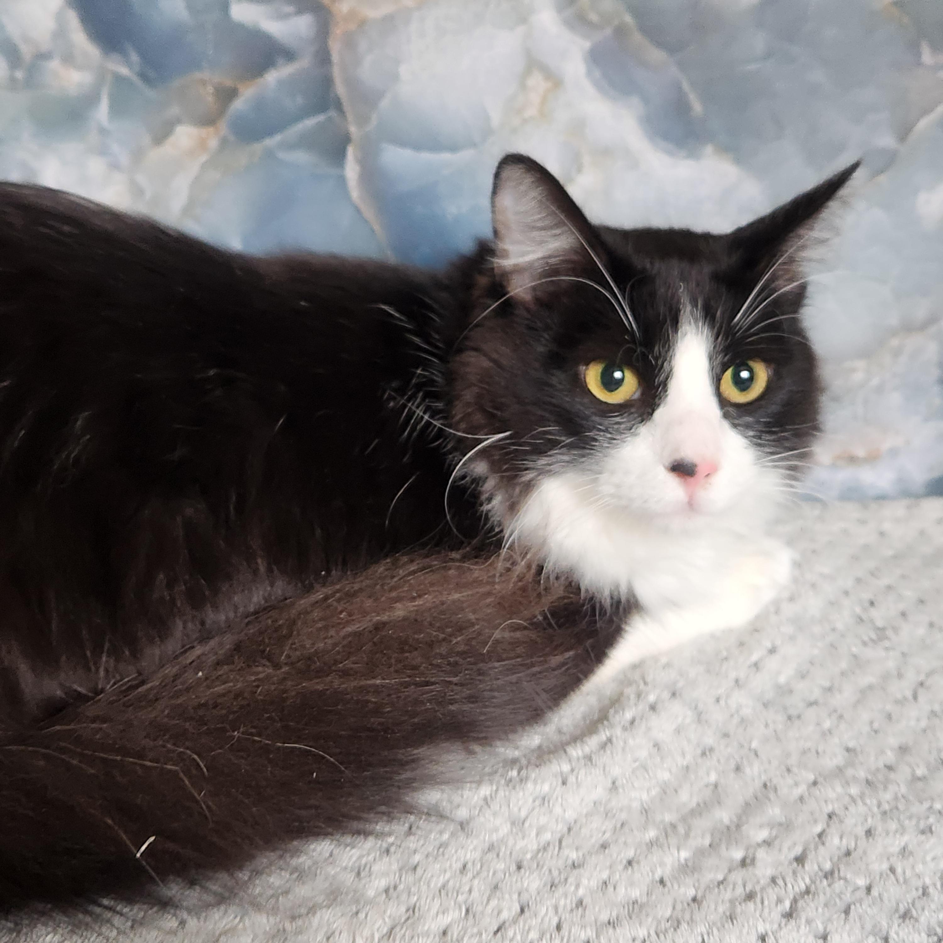 Enlarge Fluffeo (Massively large Long-haired), an adopted Domestic Long Hair in Allen, TX image 5/6