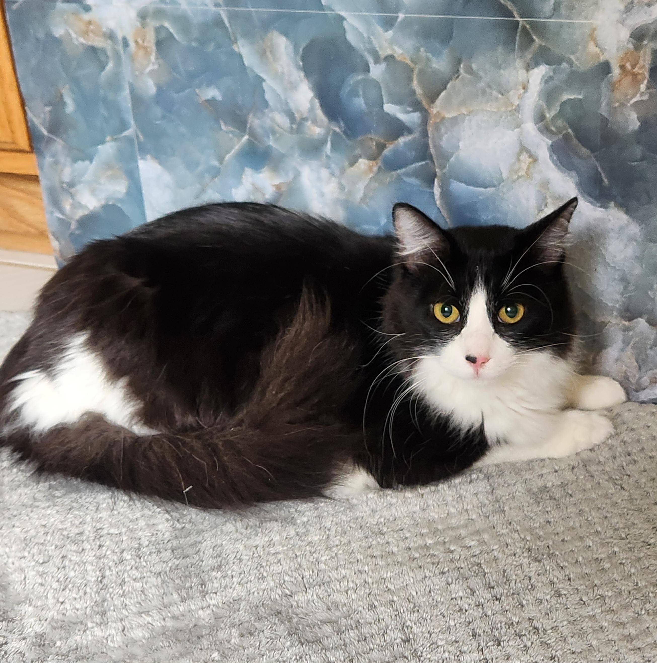 Enlarge Fluffeo (Massively large Long-haired), an adopted Domestic Long Hair in Allen, TX image 6/6