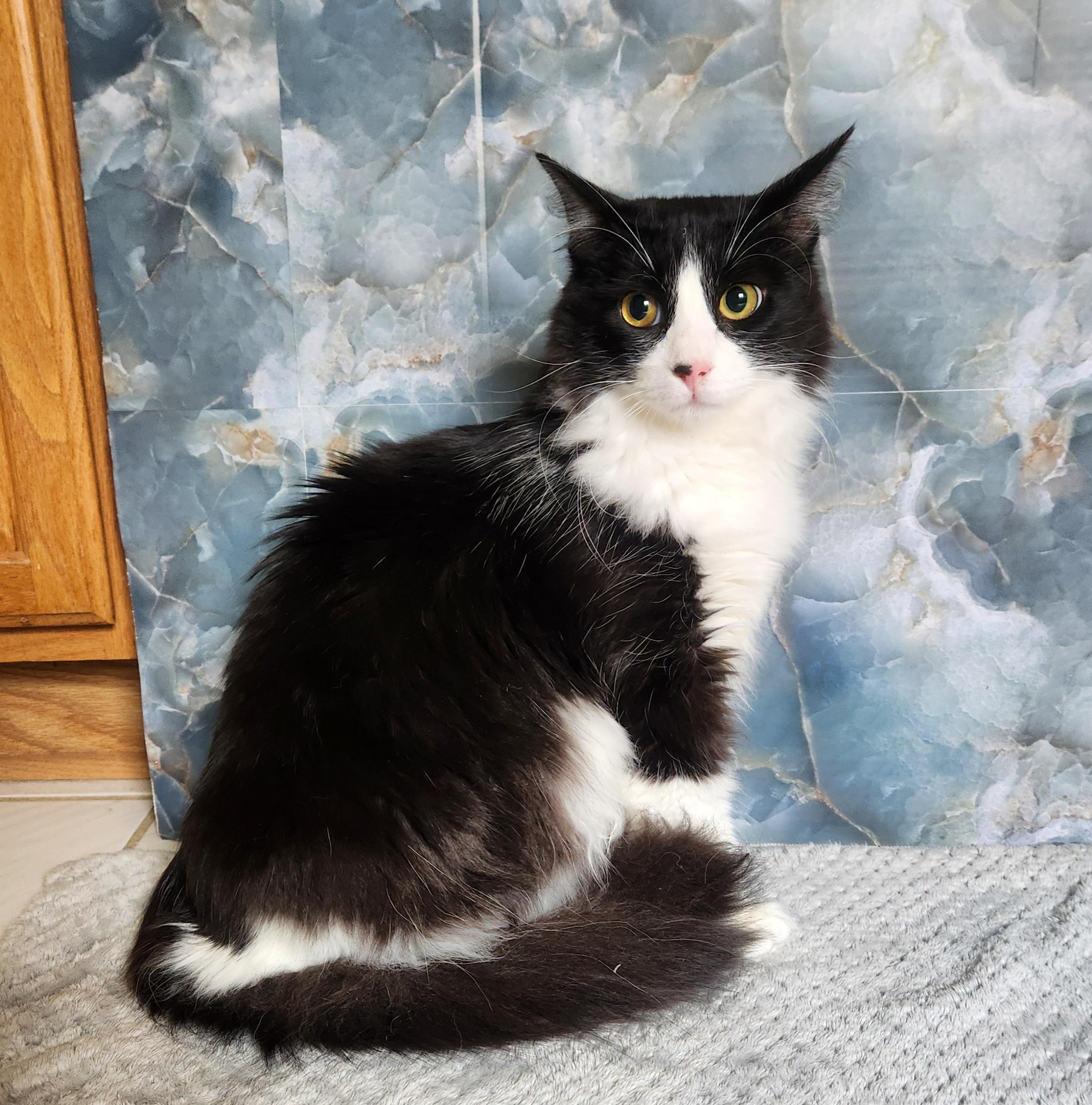 Enlarge Fluffeo (Massively large Long-haired), an adopted Domestic Long Hair in Allen, TX image 4/6