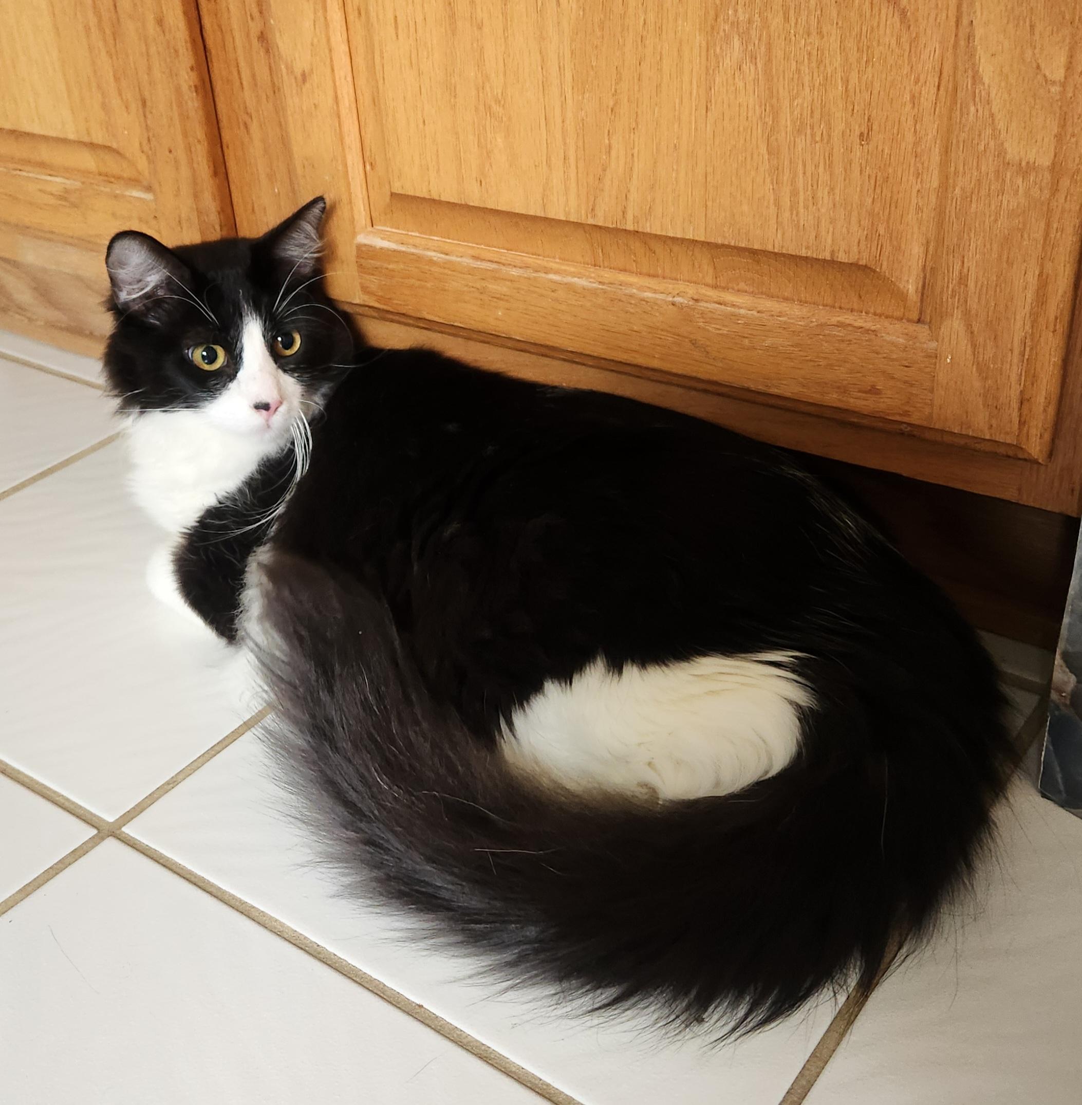 Enlarge Fluffeo (Massively large Long-haired), an adopted Domestic Long Hair in Allen, TX image 2/6