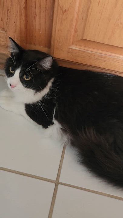 Enlarge Fluffeo (Massively large Long-haired), an adopted Domestic Long Hair in Allen, TX video 3/6