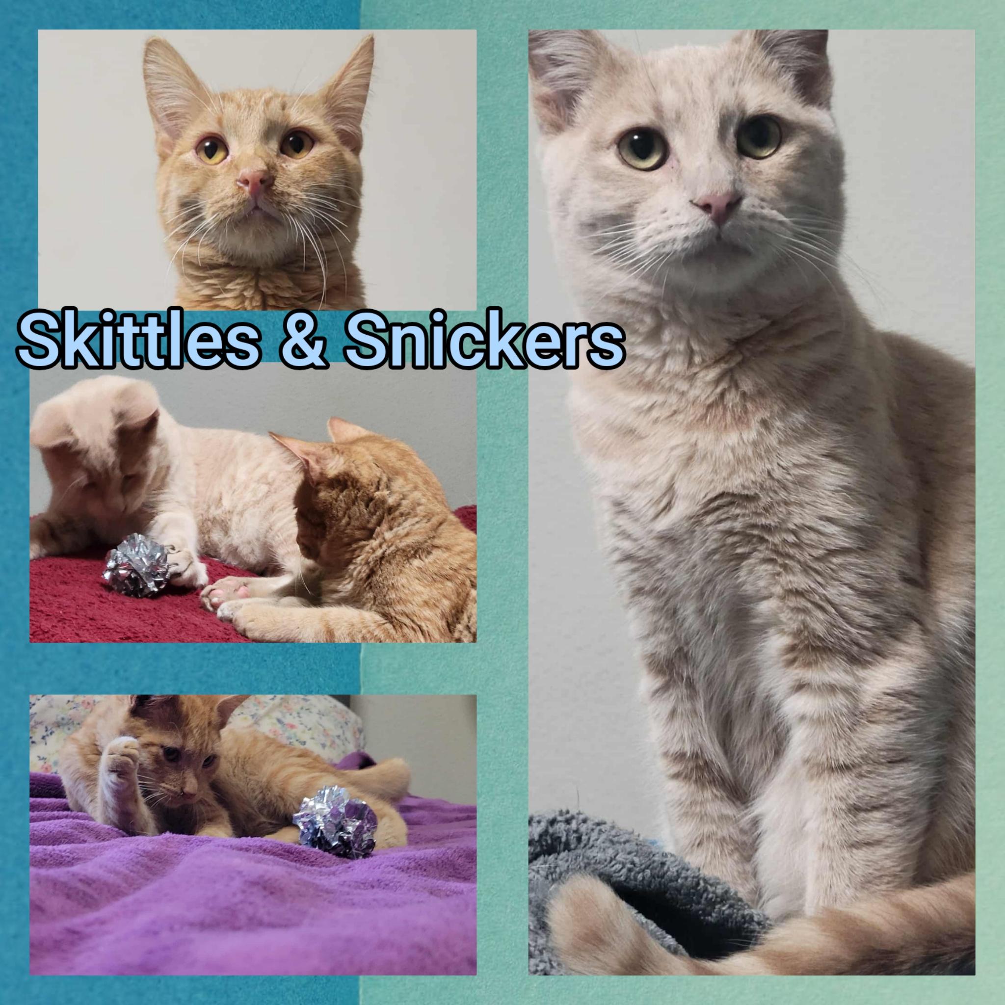 Skittles, Adoptable, Young Male Domestic Short Hair.