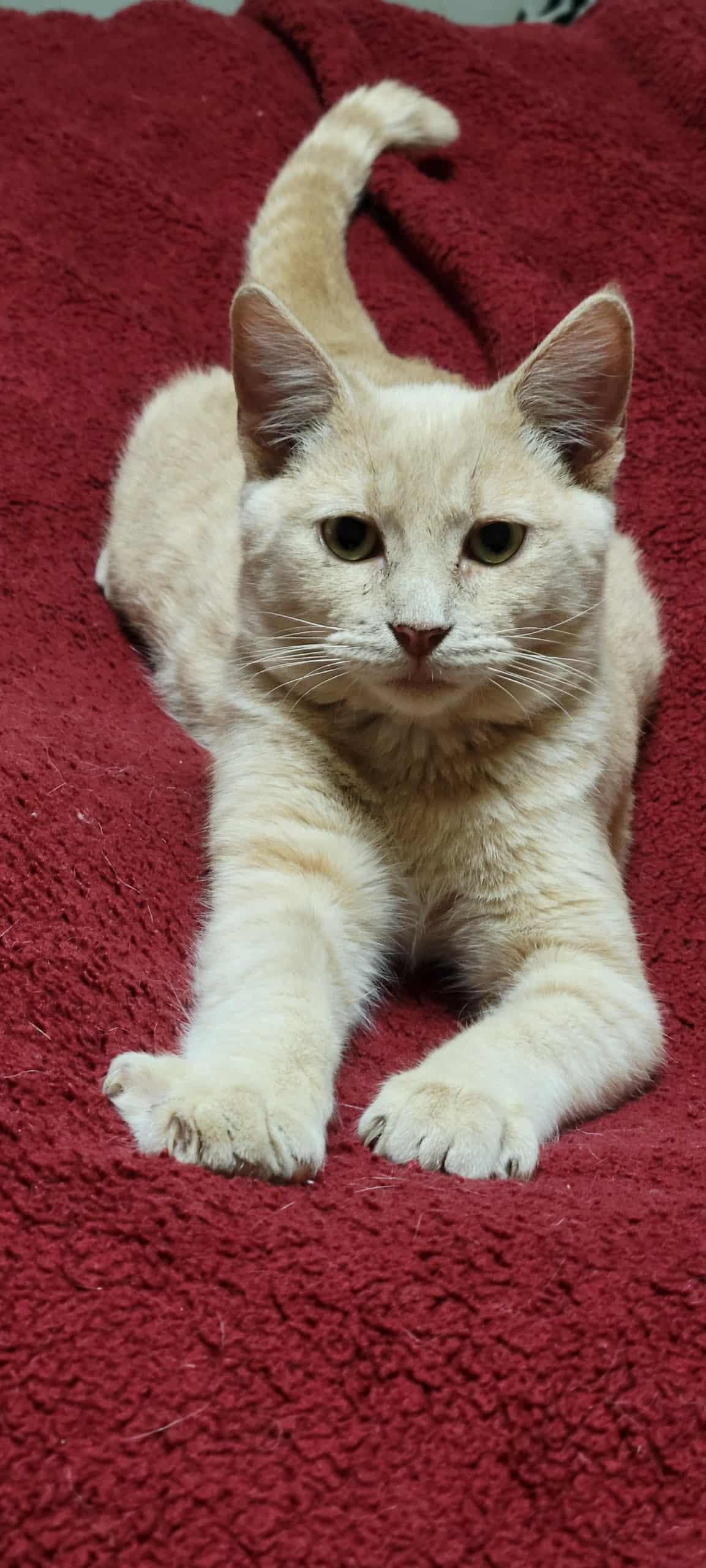 Skittles, a hold Domestic Short Hair in Arlington, WA image 2/3