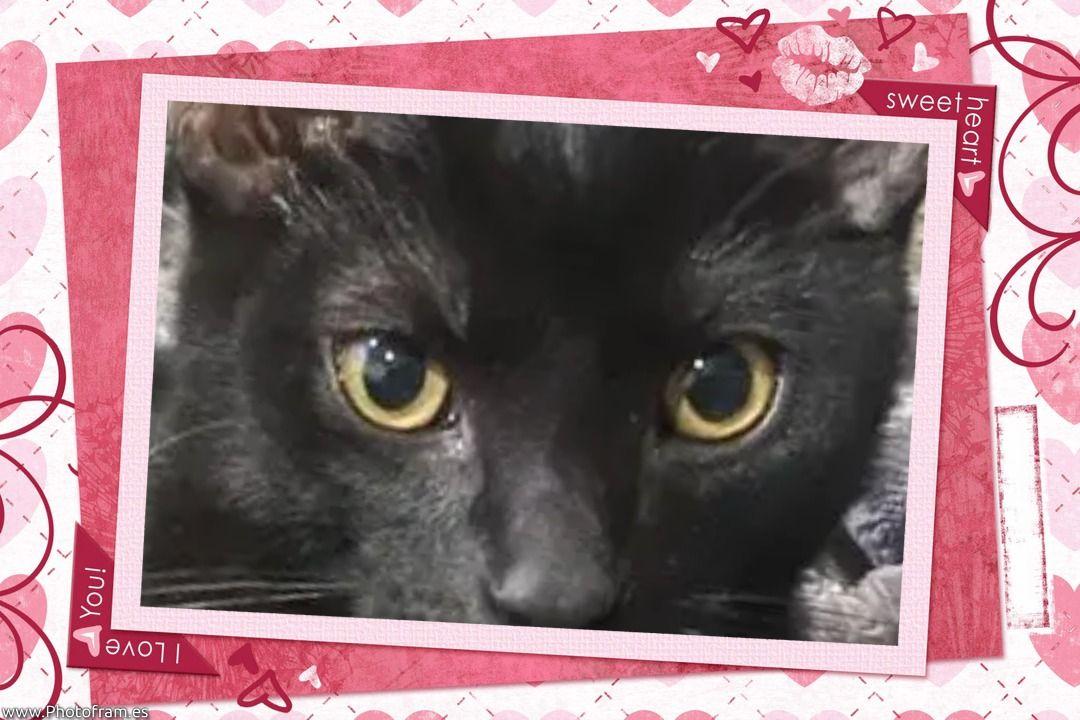 Elfie - 7 mo Lover boy, a ADOPTABLE mixed breed in Taylor Mill, KY image 3/3