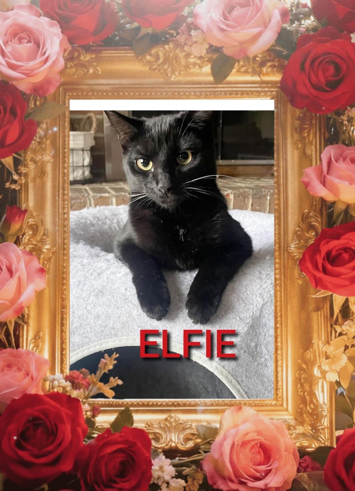 Elfie - 7 mo Lover boy, a ADOPTABLE mixed breed in Taylor Mill, KY image 1/3