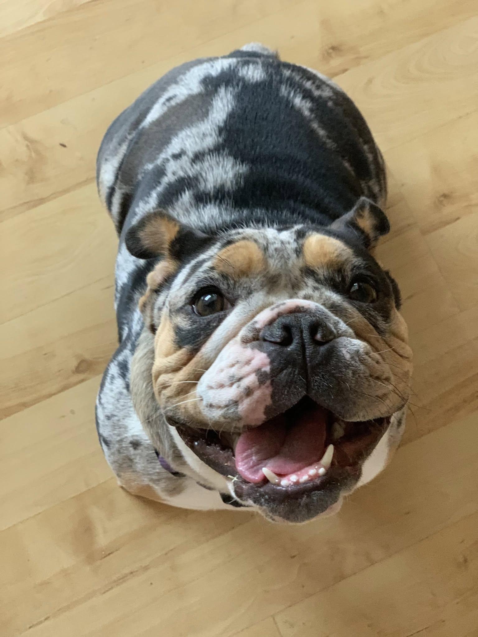 Clover, Adopted, Adult Female English Bulldog.