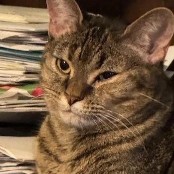 Enlarge Cindy Lu, an adopted Domestic Short Hair in west Warwick, RI image 2/4