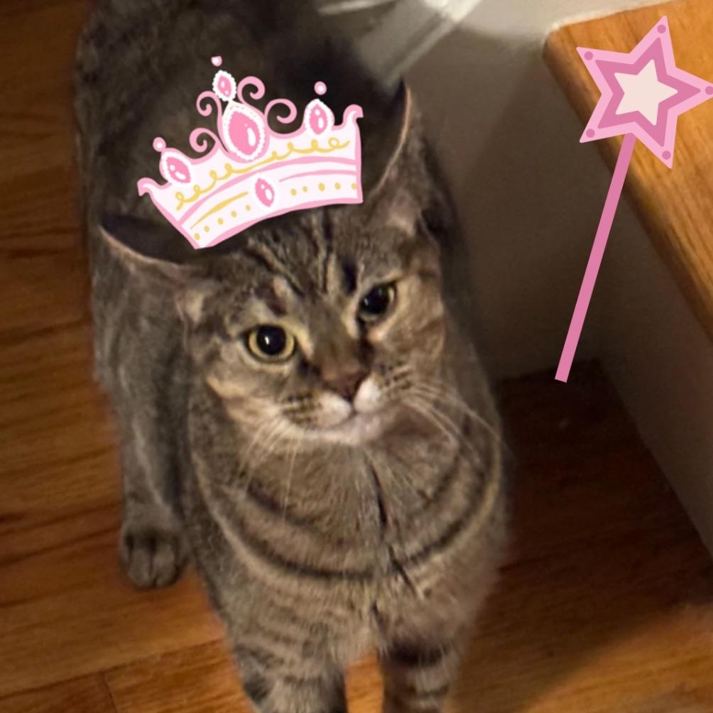 Cindy Lu, Adoptable, Adult Female Domestic Short Hair.