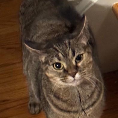 Enlarge Cindy Lu, an adopted Domestic Short Hair in west Warwick, RI image 3/4