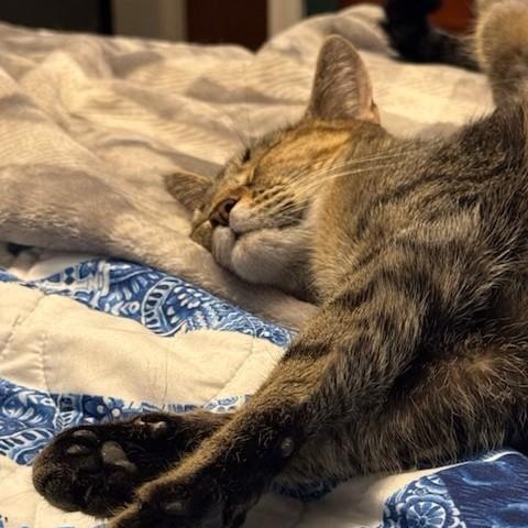 Enlarge Cindy Lu, an adopted Domestic Short Hair in west Warwick, RI image 4/4