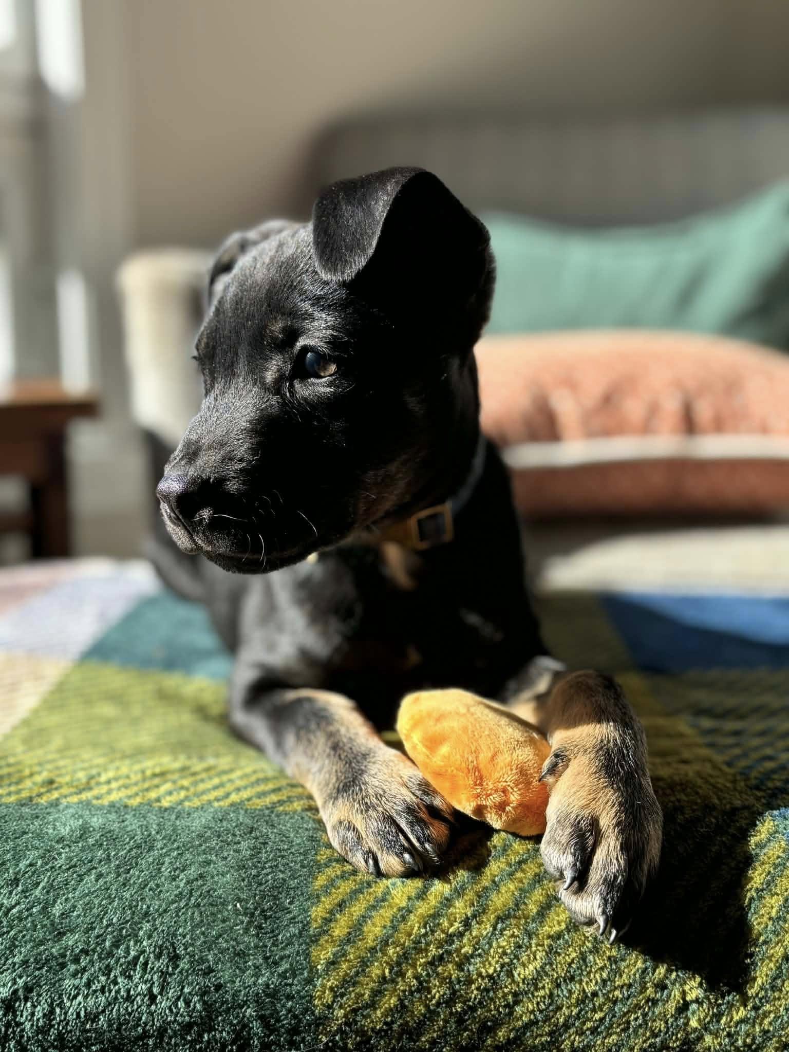 Enlarge Grumpy, a ADOPTABLE mixed breed in Brunswick, ME image 2/6
