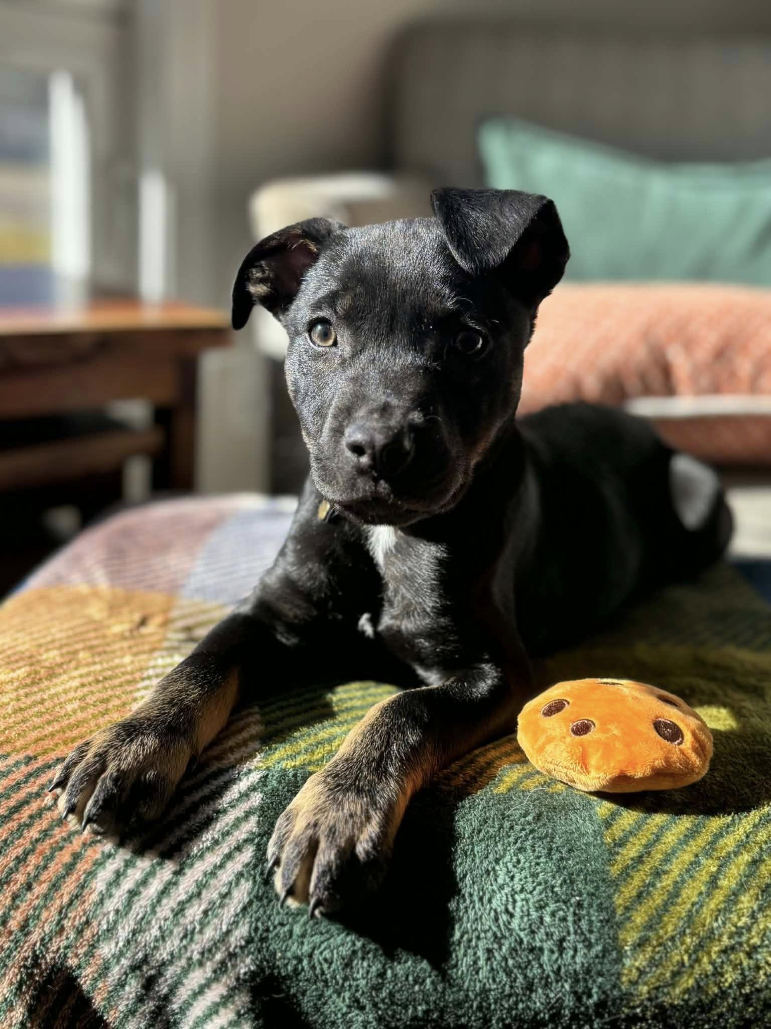 Grumpy, ADOPTABLE, Puppy Male Mixed Breed.