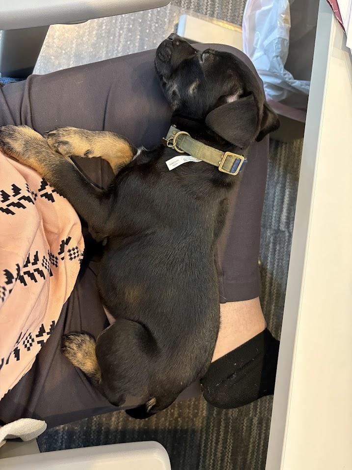 Enlarge Grumpy, a ADOPTABLE mixed breed in Brunswick, ME image 6/6