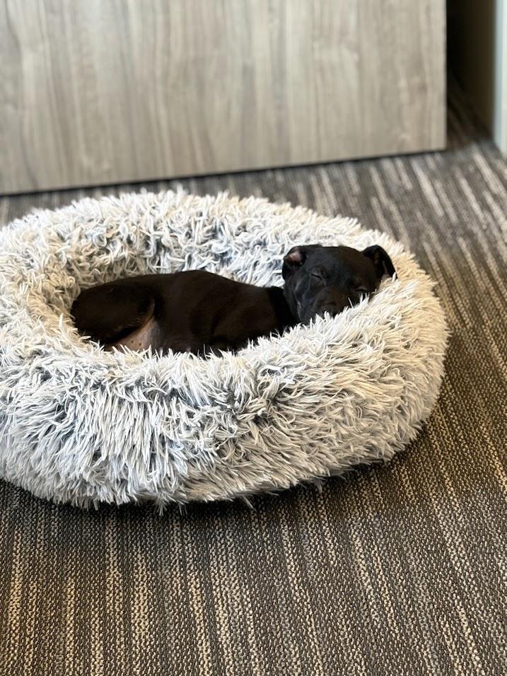 Enlarge Grumpy, a ADOPTABLE mixed breed in Brunswick, ME image 4/6