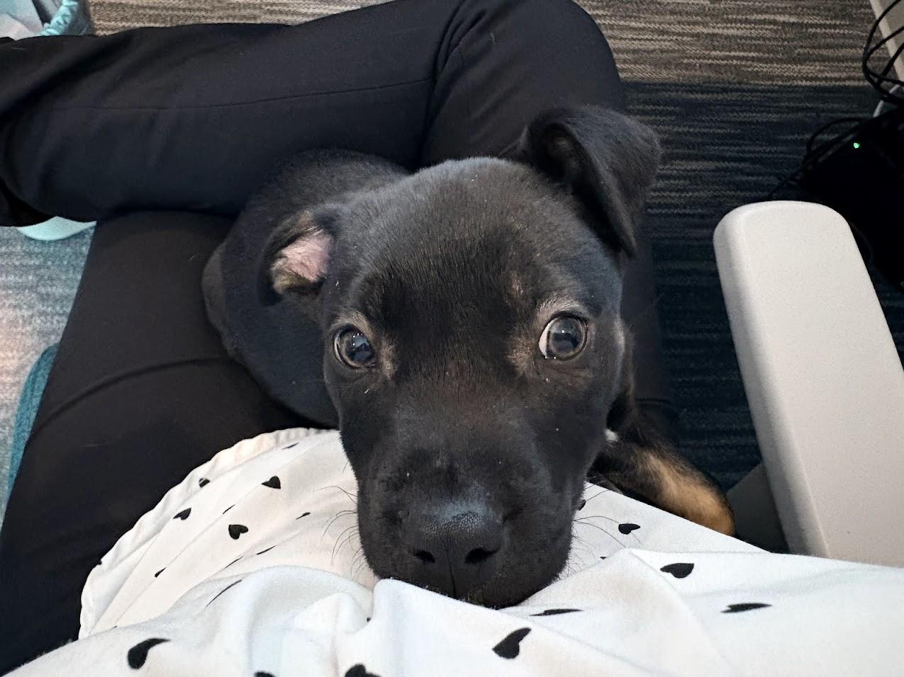 Enlarge Grumpy, a ADOPTABLE mixed breed in Brunswick, ME image 5/6