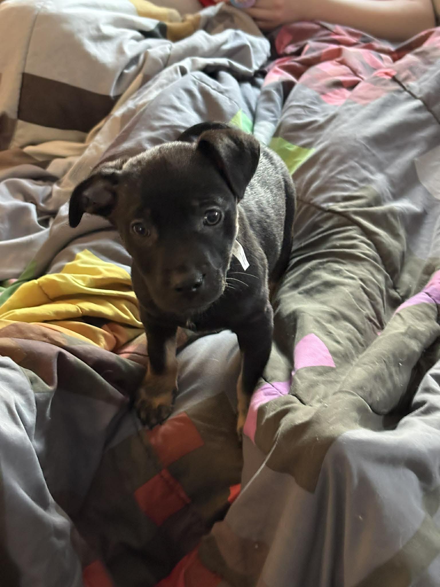 Grumpy, ADOPTABLE, Puppy Male Mixed Breed.