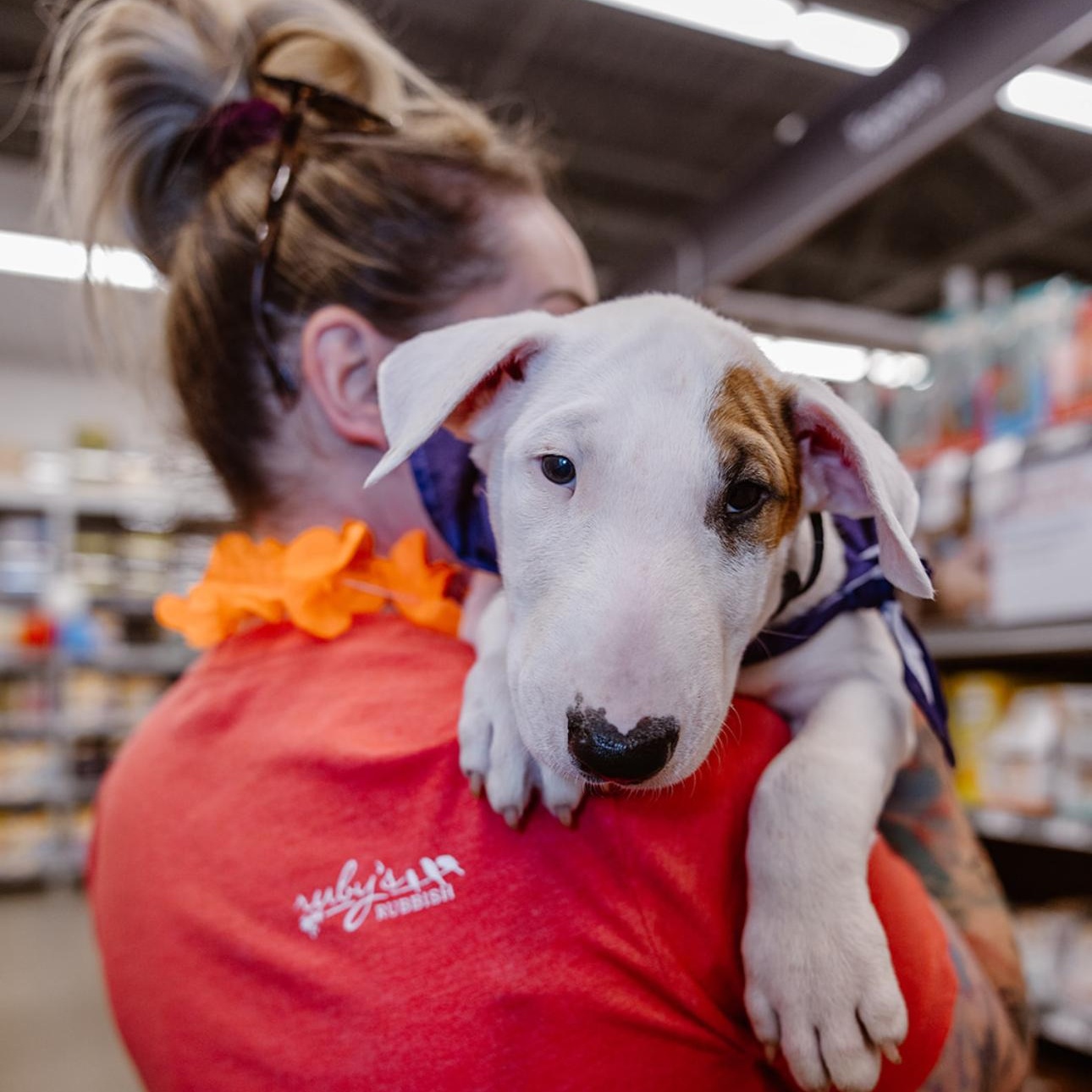 Tank, an adoptable Bull Terrier in Clovis, NM, 88101 | Photo Image 2