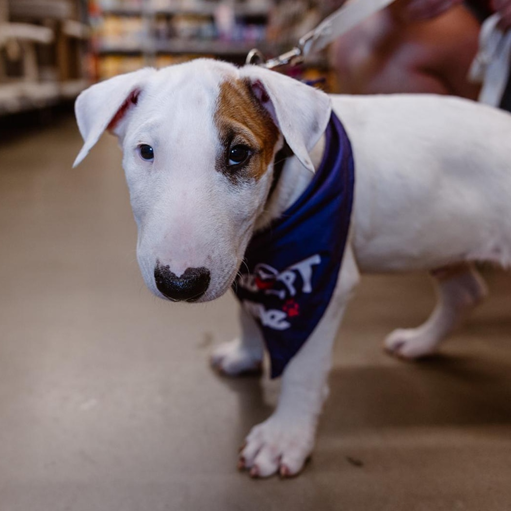 Tank, an adoptable Bull Terrier in Clovis, NM, 88101 | Photo Image 3