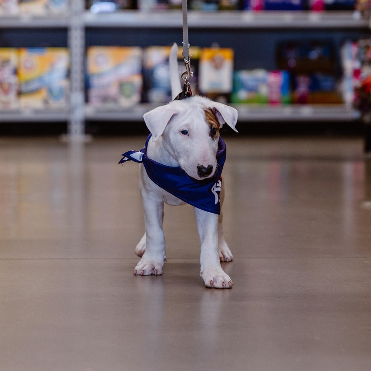 Tank, an adoptable Bull Terrier in Clovis, NM, 88101 | Photo Image 4
