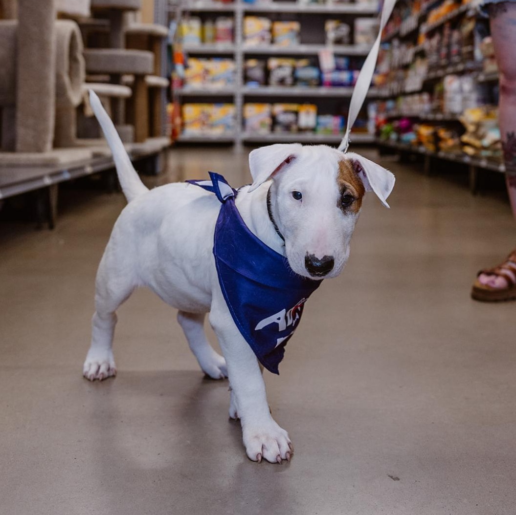 Tank, an adoptable Bull Terrier in Clovis, NM, 88101 | Photo Image 1