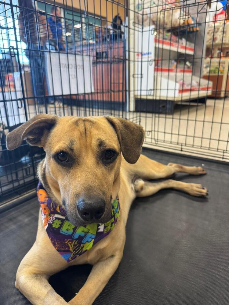 Scooby, a Adoptable mixed breed in Naranjito, PR image 1/5