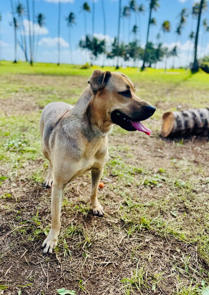 Scooby, a Adoptable mixed breed in Naranjito, PR image 2/5