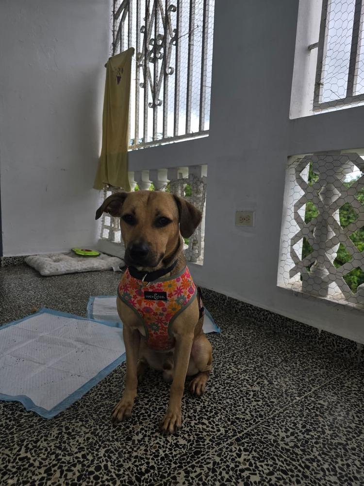 Scooby, a Adoptable mixed breed in Naranjito, PR image 3/5
