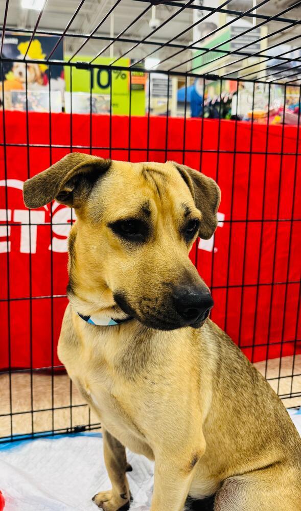 Scooby, a Adoptable mixed breed in Naranjito, PR image 4/5