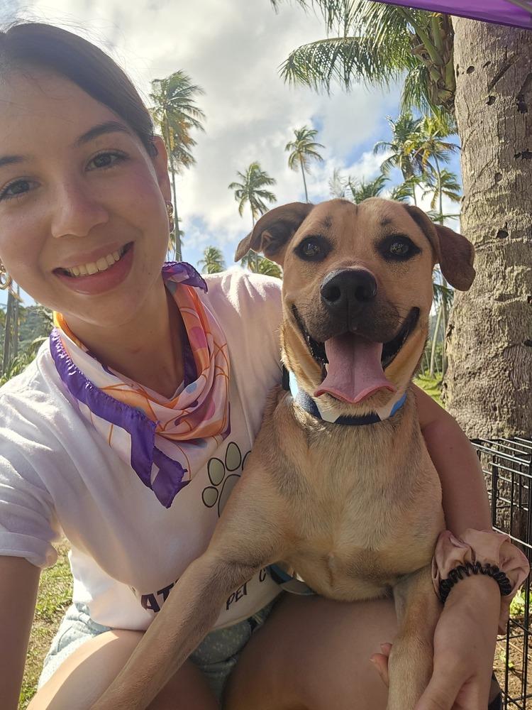 Scooby, a Adoptable mixed breed in Naranjito, PR image 5/5